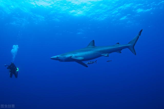 十大危险鲨鱼的排名(世界上灭绝的鲨鱼)插图2