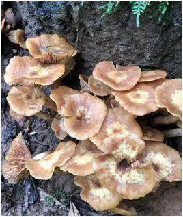 中国十大毒蘑菇(杨树底下的蘑菇图片)插图8