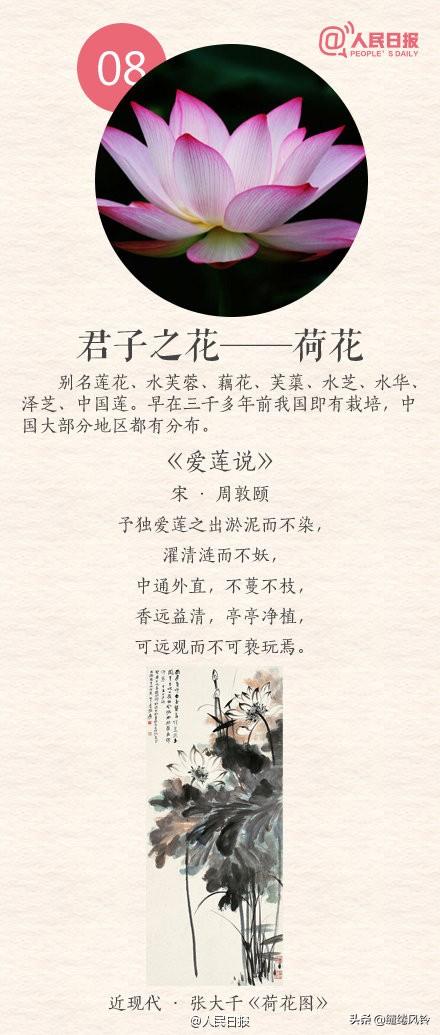 中国传统十大名花(花卉植物大全排名)插图7