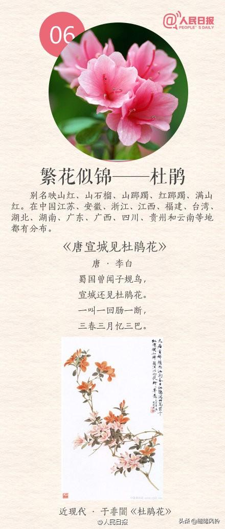 中国传统十大名花(花卉植物大全排名)插图5