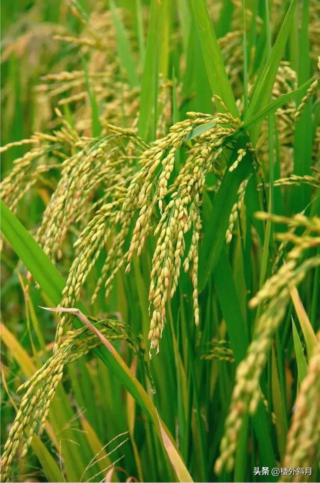 世界十大稻米生产国(大米品牌前十名)插图5