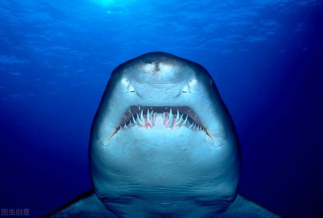 十大危险鲨鱼的排名(世界上灭绝的鲨鱼)插图6