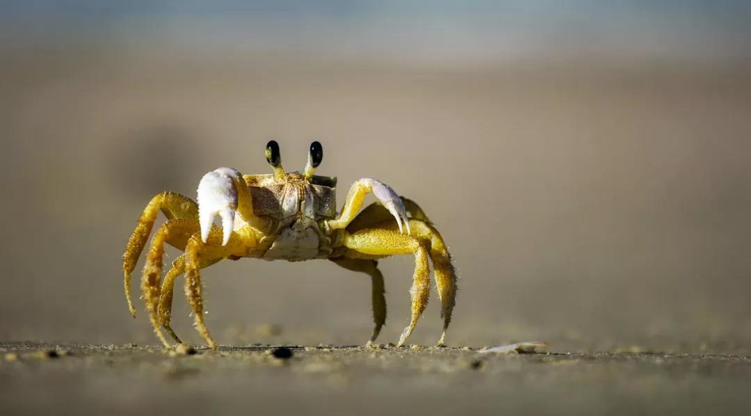 螃蟹不能和哪些食物一起吃(吃大闸蟹不能吃哪些东西)插图