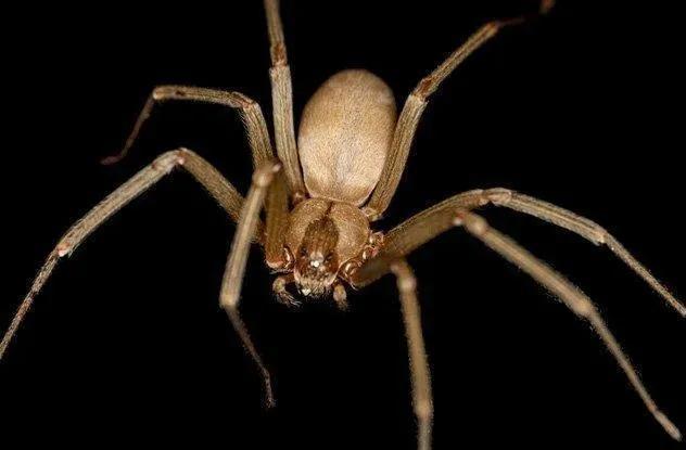 世界十大蜘蛛毒王排名，十大最毒昆虫(附2023年最新排行榜前十名单)