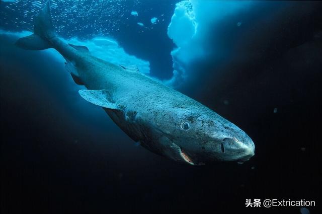十大体积最大的鲨鱼(北京海洋馆最大鲨鱼)插图4