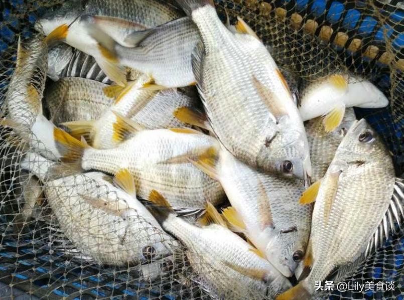 吃什么鱼最干净安全(中国最好吃的鱼排行榜)插图