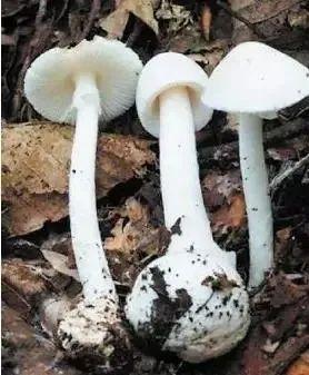 中国十大毒蘑菇(杨树底下的蘑菇图片)插图1