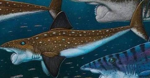 远古传说十大巨鲨排行(世界上十大巨鲨)插图7
