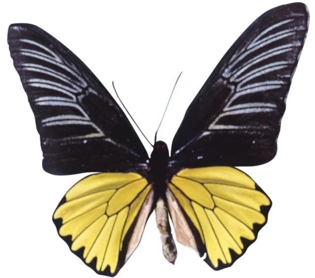 世界上最大的蝴蝶叫什么名字(十大毒蝴蝶)插图1
