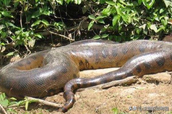 世界十大最大的蛇(四川50米长巨蛇之谜)插图5
