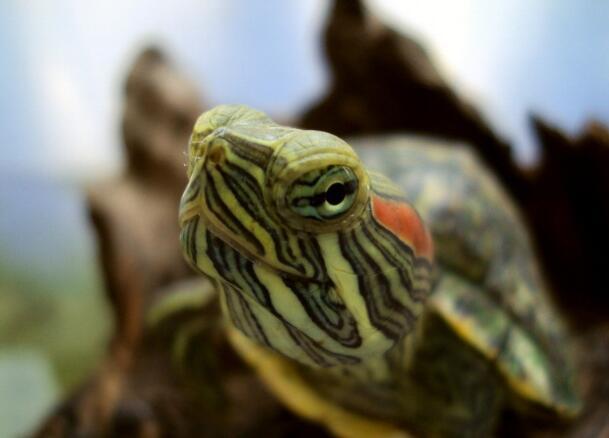 世界上智商最高的乌龟(中国最贵的龟排名)插图1