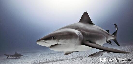 世界十大最危险的鲨鱼，最危险的鲨鱼之一(附2023年最新排行榜前十名单)