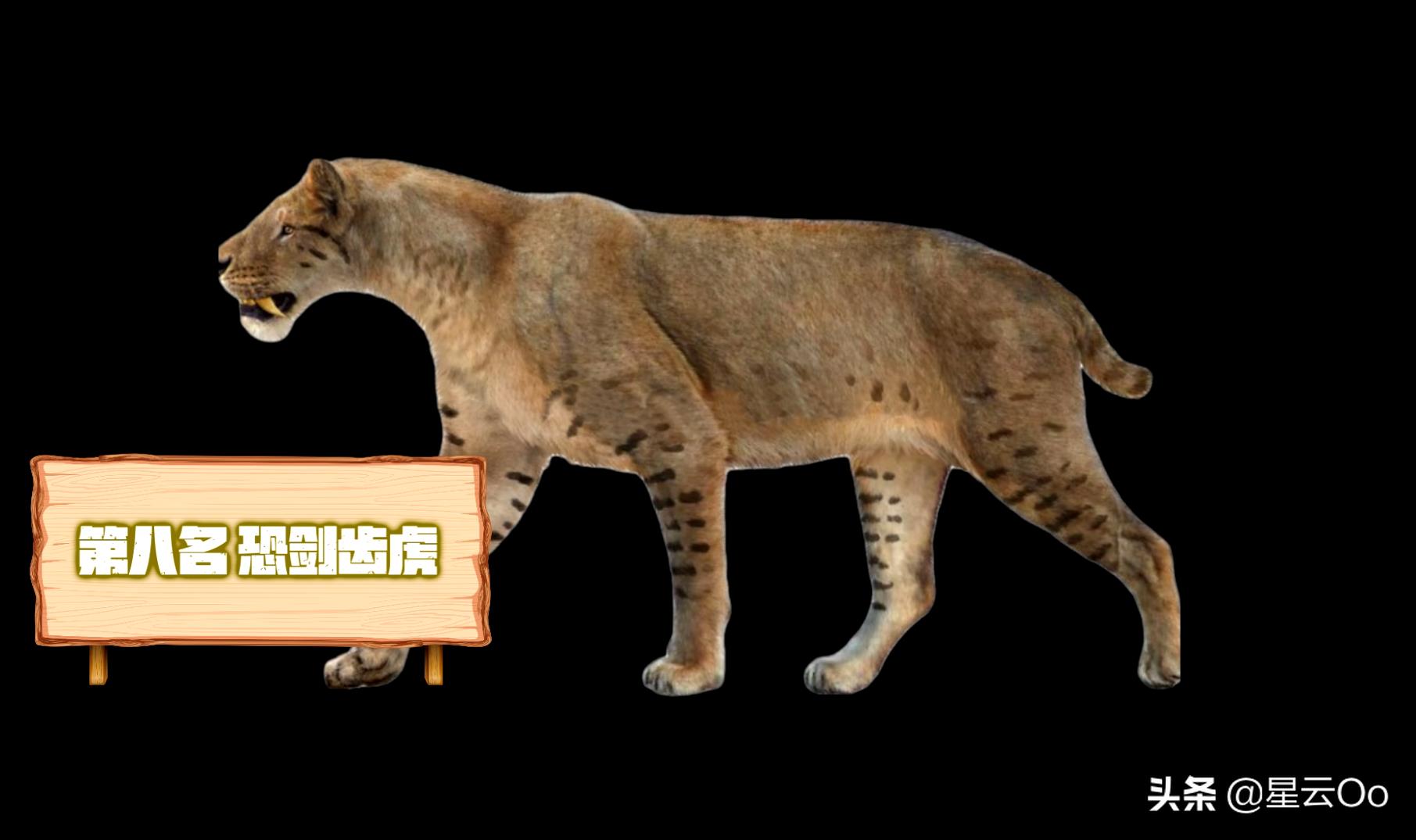 世界上最大的猫科动物(十大顶级猫科动物排行榜)插图3