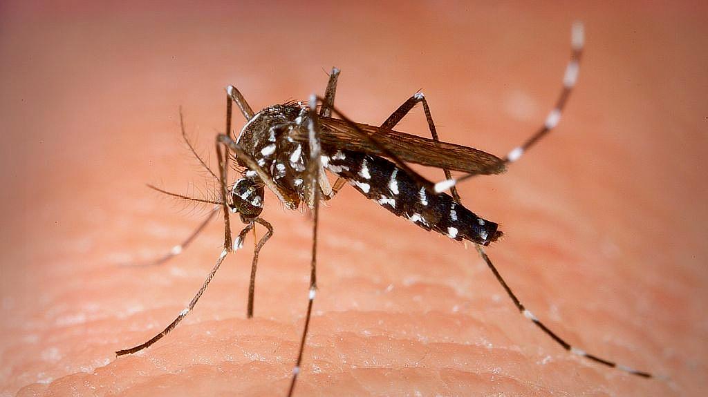 为什么蚊子喜欢在耳朵旁边飞(晚上蚊子为啥喜欢在耳边飞)插图1