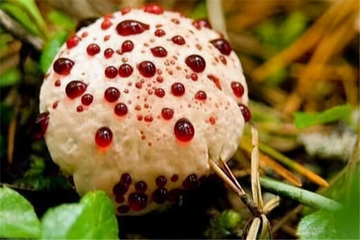 世界上最毒的蘑菇排名(最漂亮致命的十种可怕毒蘑菇)插图