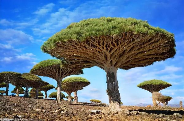世界最漂亮的十大树(世界上最美丽的10种树)插图4