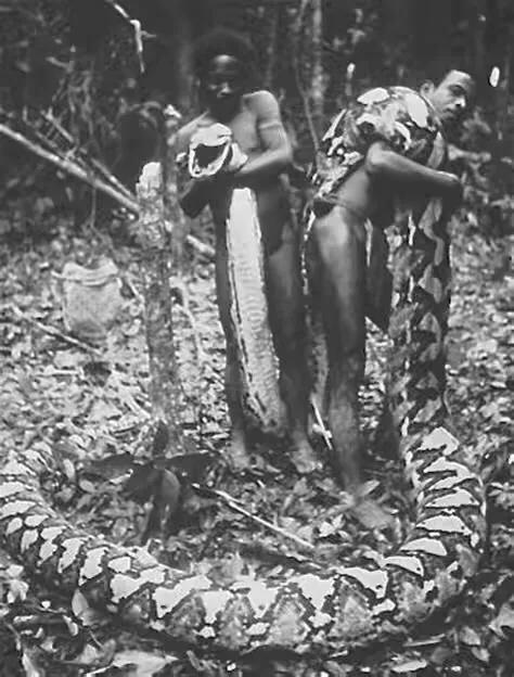 世界十大最出名的蟒蛇，世界上最大的蟒蛇真实视频(附2023年最新排行榜前十名单)