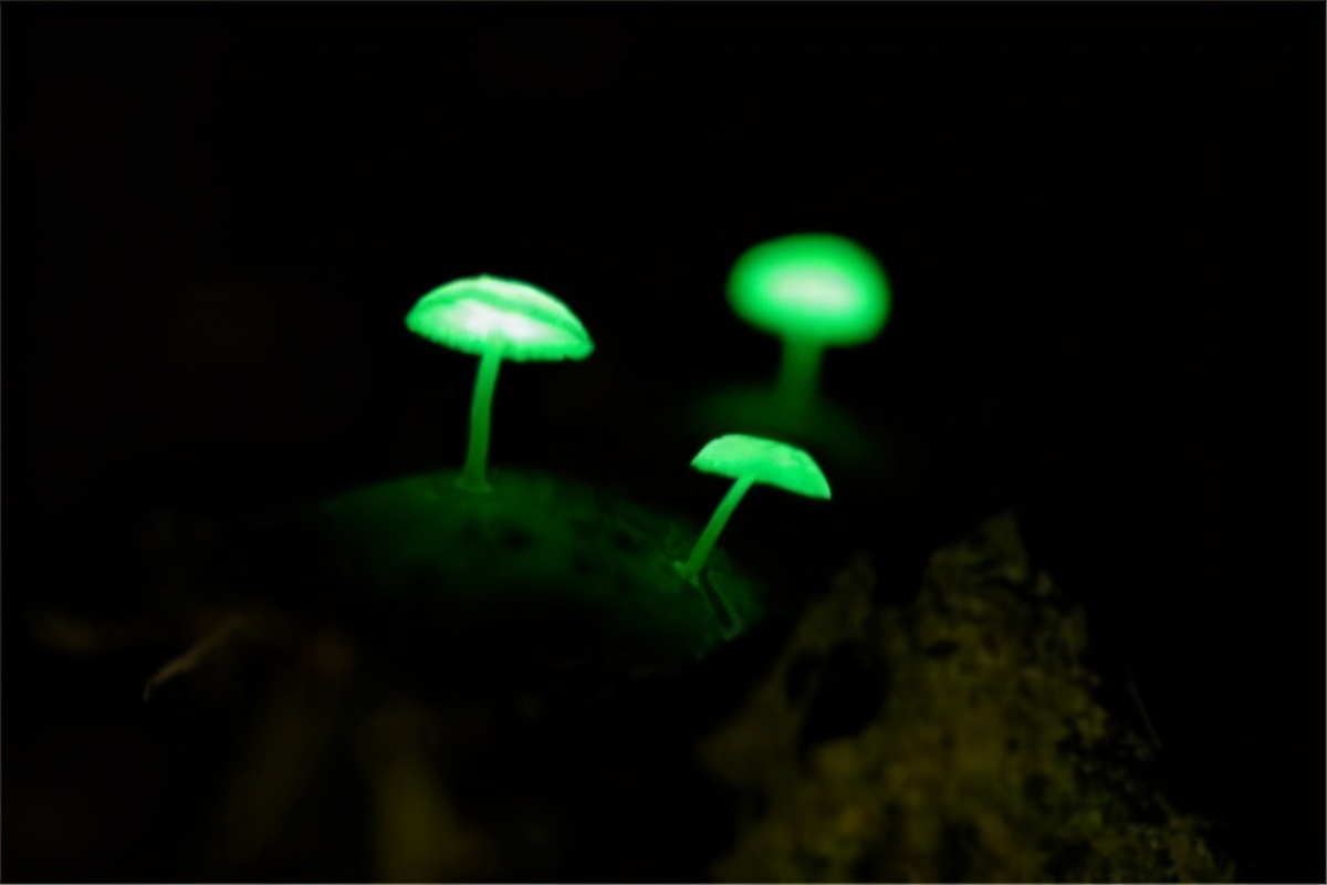 世界上最毒的蘑菇排名(最漂亮致命的十种可怕毒蘑菇)插图3