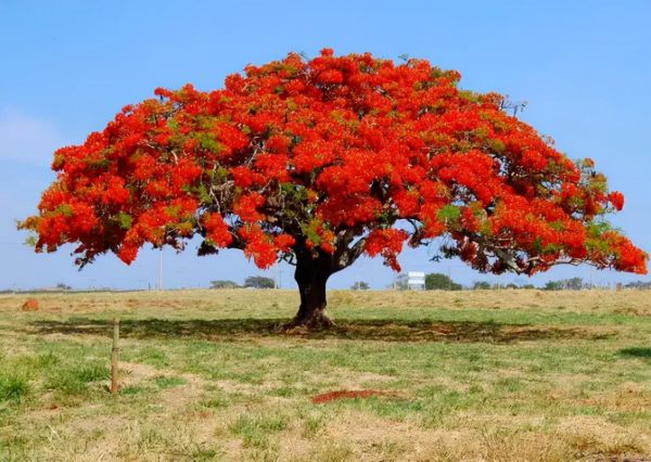 世界最漂亮的十大树(世界上最美丽的10种树)插图9