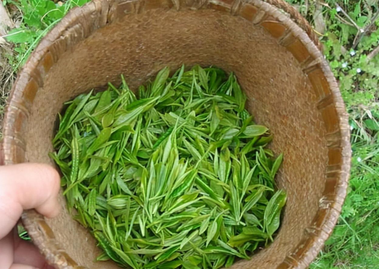 什么品牌的绿茶最好(盘点国内最好喝的10大绿茶)插图6
