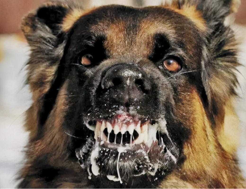 恐怖狗 表情包图片