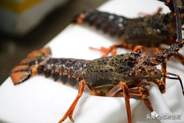世界上十大龙虾排名，十大公认最好吃的大虾(附2023年最新排行榜前十名单)