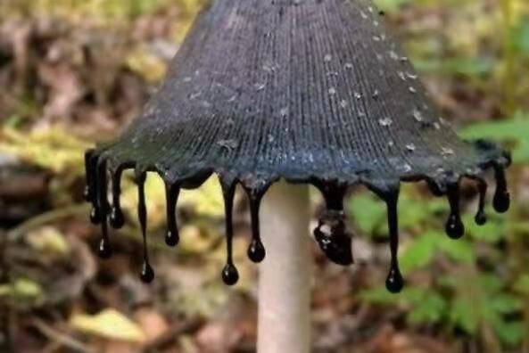 中国十大毒蘑菇(这第一种蘑菇致死率达95%)插图9