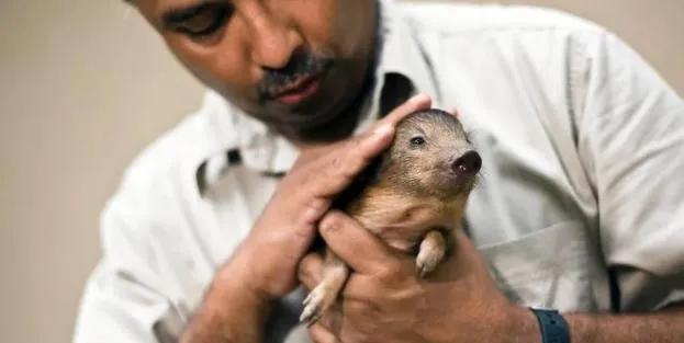 世界上最小的动物排名前十(10个世界上最小的动物)插图6