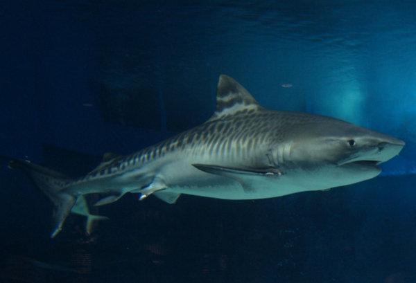 世界十大最大的鲨鱼(地球上10大最庞大的鲨鱼)插图5