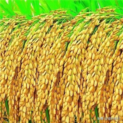 世界十大稻米生产国(大米品牌前十名)插图3