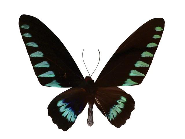 世界上最大的蝴蝶叫什么名字(十大毒蝴蝶)插图4