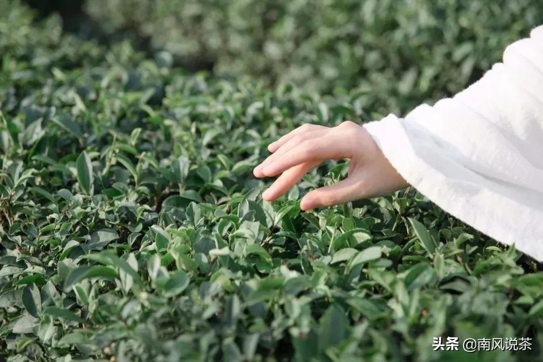 碧螺春属于什么茶，碧螺春奇特的种植模式和精细的制茶工艺(附2023年最新排行榜前十名单)