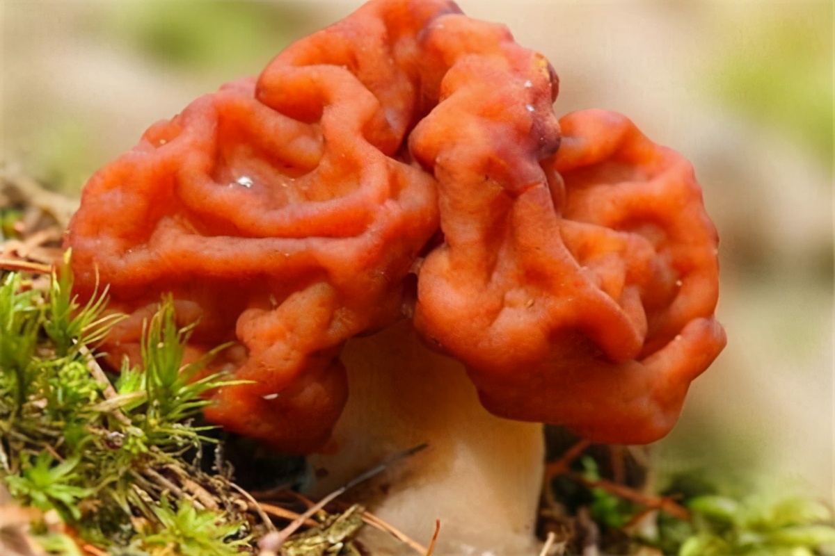 世界上最毒的蘑菇排名(最漂亮致命的十种可怕毒蘑菇)插图1