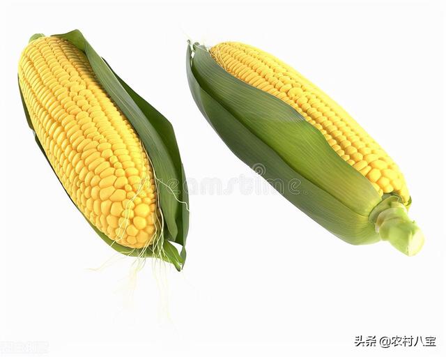 玉米种子排名前十名(最好玉米种子品牌)插图4