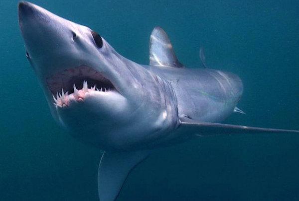 世界十大最大的鲨鱼(地球上10大最庞大的鲨鱼)插图7