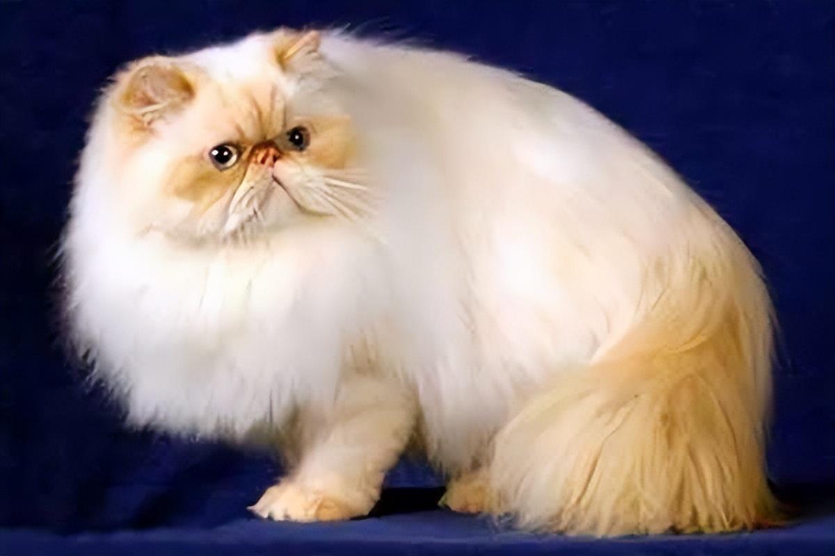 世界上最丑的猫(丑到没朋友的猫咪排行榜)插图8