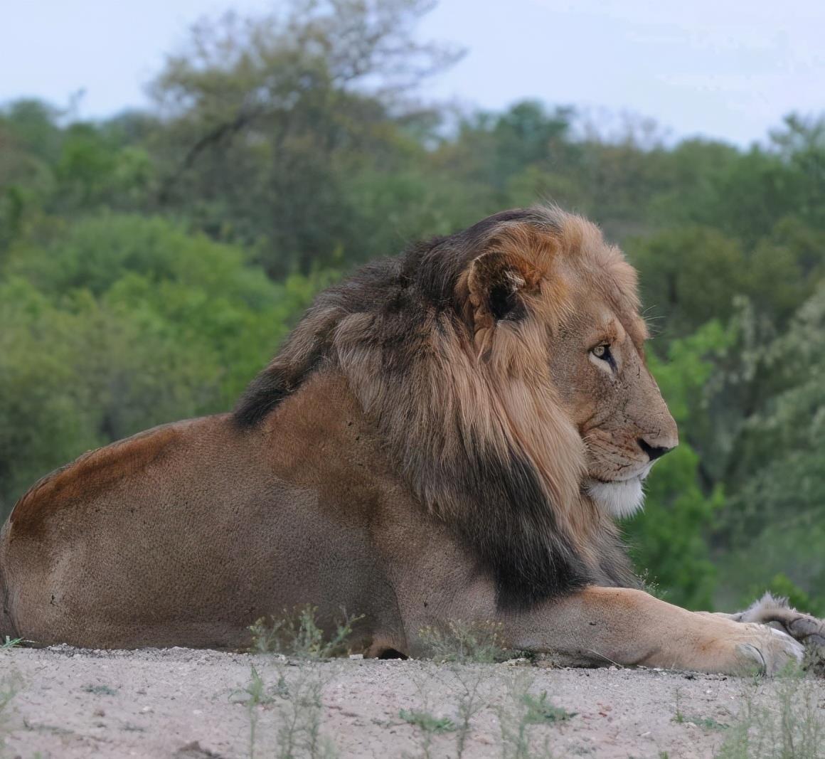 十大最强狮子排名，世界上排名前十的巨型狮王(附2023年最新排行榜前十名单)