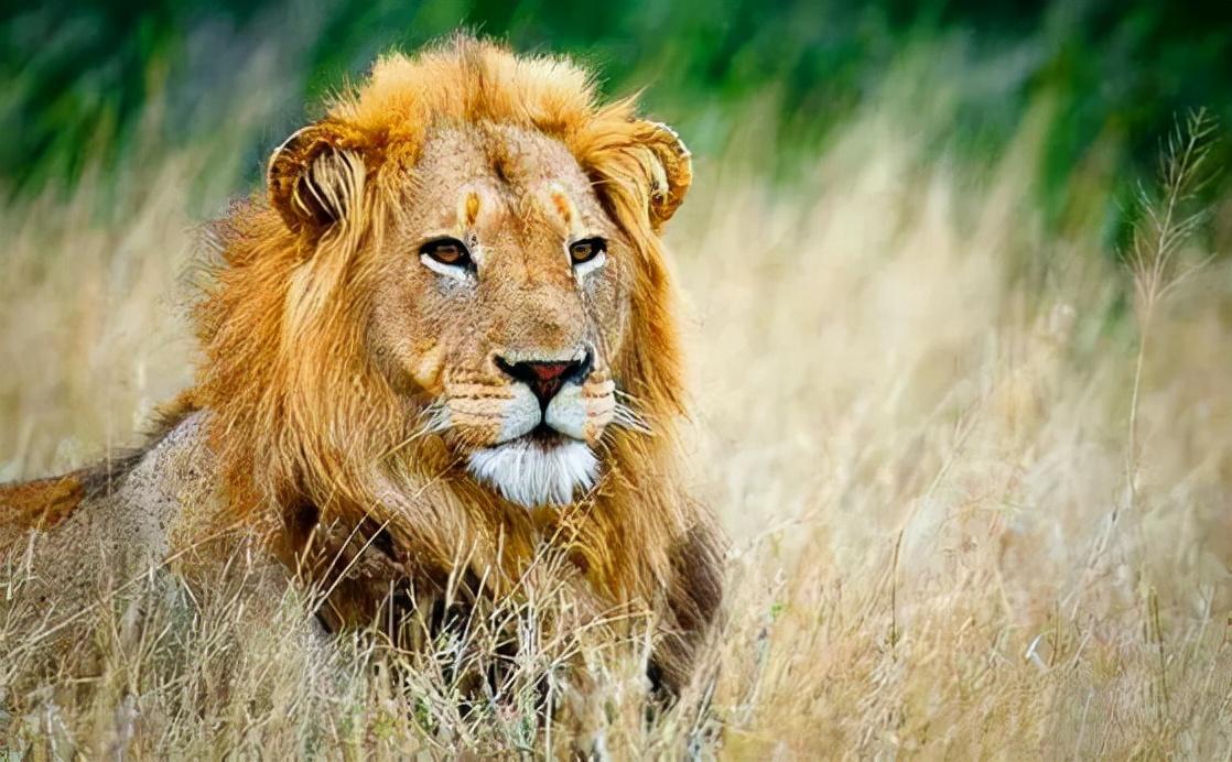 十大最强狮子排名(世界上排名前十的巨型狮王)插图8