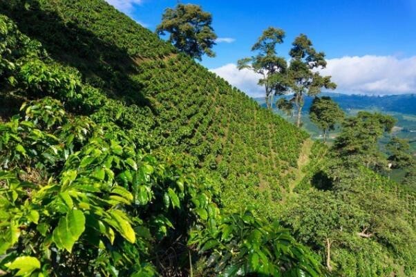 世界著名十大咖啡产地，咖啡产地排行榜前十名(附2023年最新排行榜前十名单)