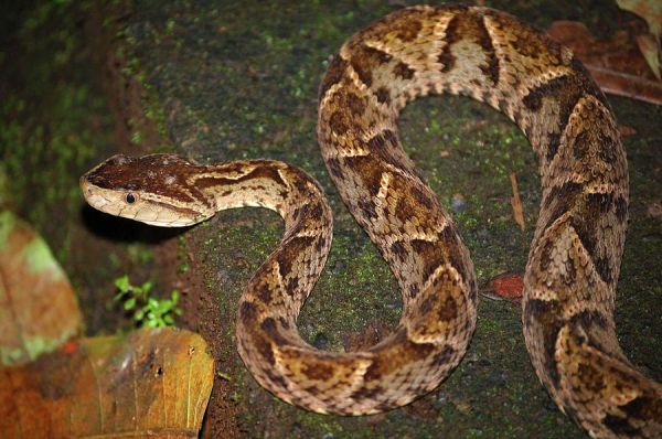 世界上最毒的十大毒蛇，世界最危险的十大毒蛇前十(附2023年最新排行榜前十名单)