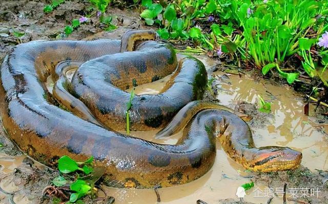 世界上十大巨蟒，排行前十的十种蟒蛇(附2023年最新排行榜前十名单)