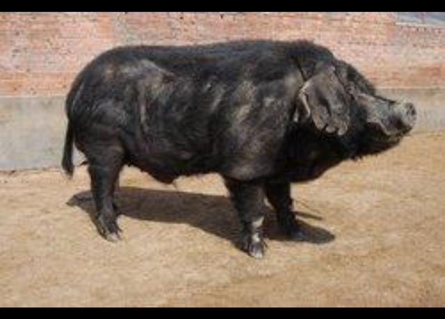 中国十大黑猪品种排名，中国十大本土品种猪(附2023年最新排行榜前十名单)