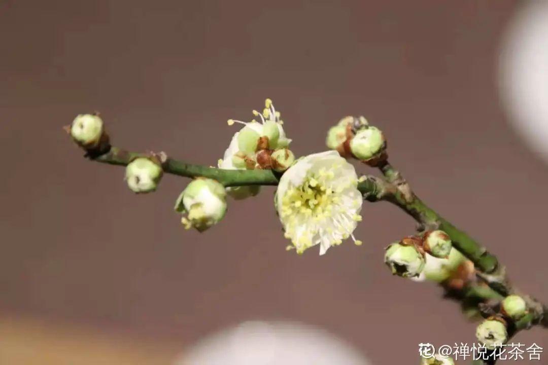 十大最香的耐寒的花(这10种花不怕冷)插图4