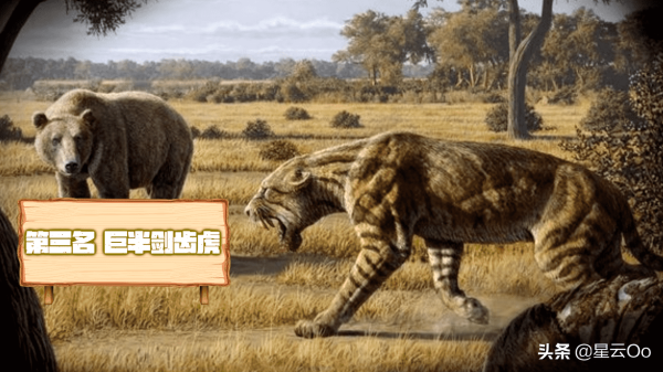 史前十大猫科动物(历史上10种最大的猫科动物)插图6