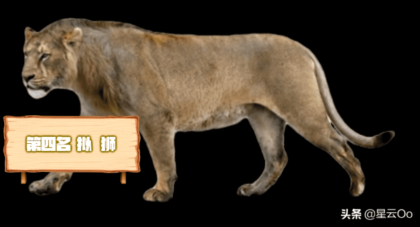 史前十大猫科动物(历史上10种最大的猫科动物)插图5
