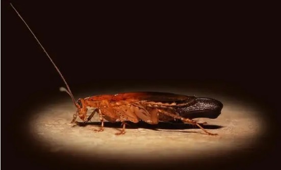 十大最危险的虫子(自然界中最危险的10种昆虫)插图7