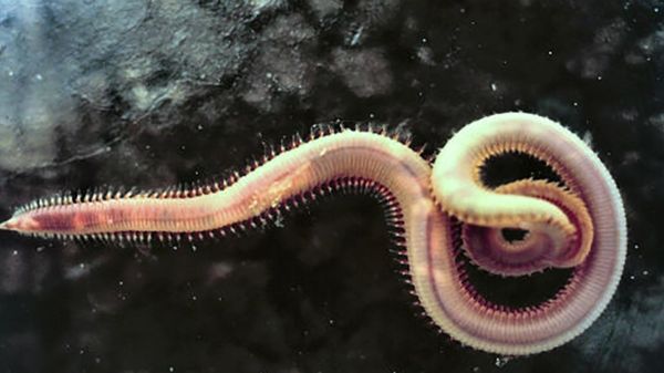 马里亚纳海沟十大恐怖生物(马里亚纳海沟发现的10种神秘生物)插图