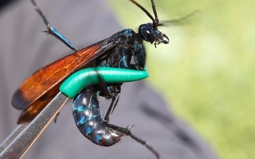 十大最危险的虫子(自然界中最危险的10种昆虫)插图