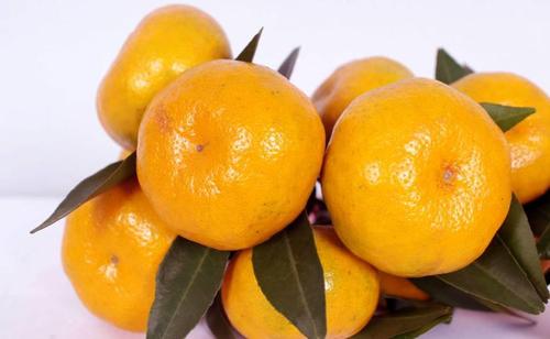 现在最好的柑橘品种有哪些(中国好吃的十大柑橘品种)插图4