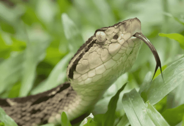 世界上最毒的十大毒蛇(世界上最毒的10条蛇)插图5